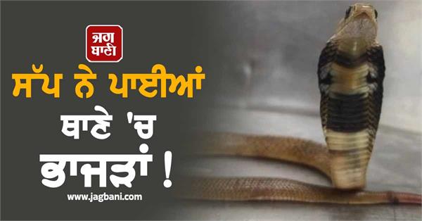 kotwali trembled after seeing cobra