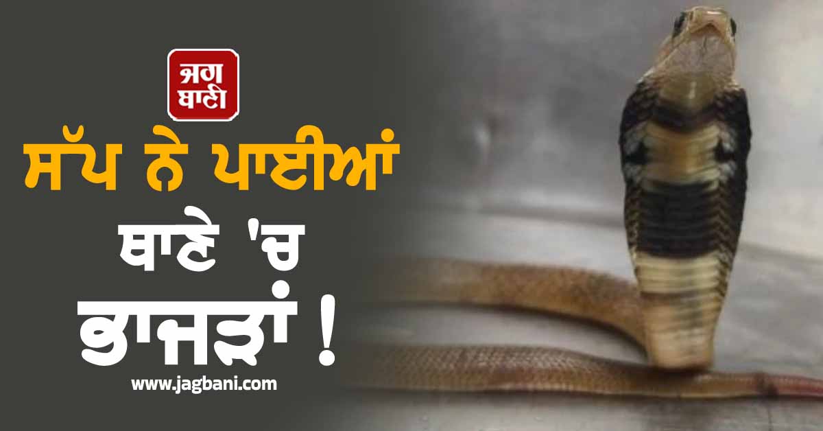 ਸੱਪ ਦੇਖ ਨਿਕਲੀਆਂ ਮਹਿਲਾ ਕਾਂਸਟੇਬਲ ਦੀਆਂ ਚੀਕਾਂ! ਥਾਣੇ 'ਚ ਪੈ ਗਈਆਂ ਭਾਜੜਾਂ