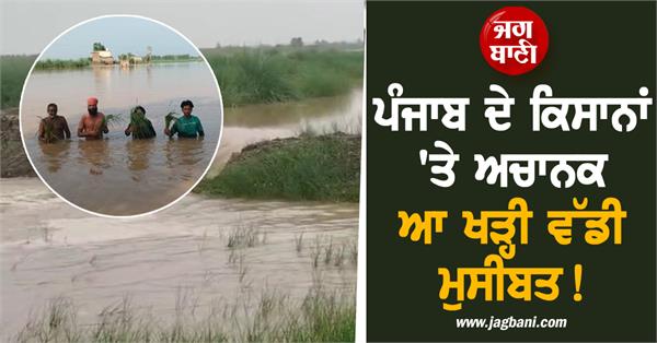 farmers face major problem due to rising water level in beas river