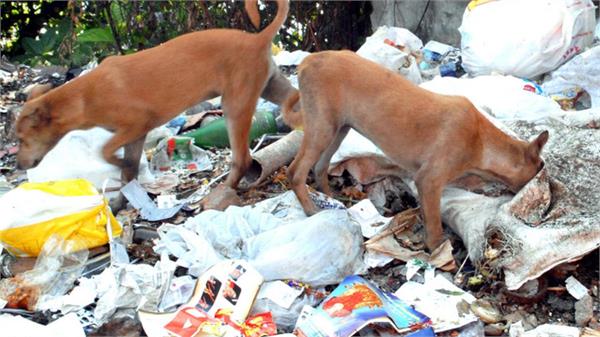 food waste and 6 crore dogs   will india learn from foreign countries 