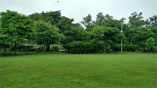 56 trees are being cut down to build a sports hub in burlton park