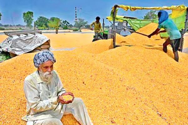 farmers   lukewarm response to kharif maize scheme