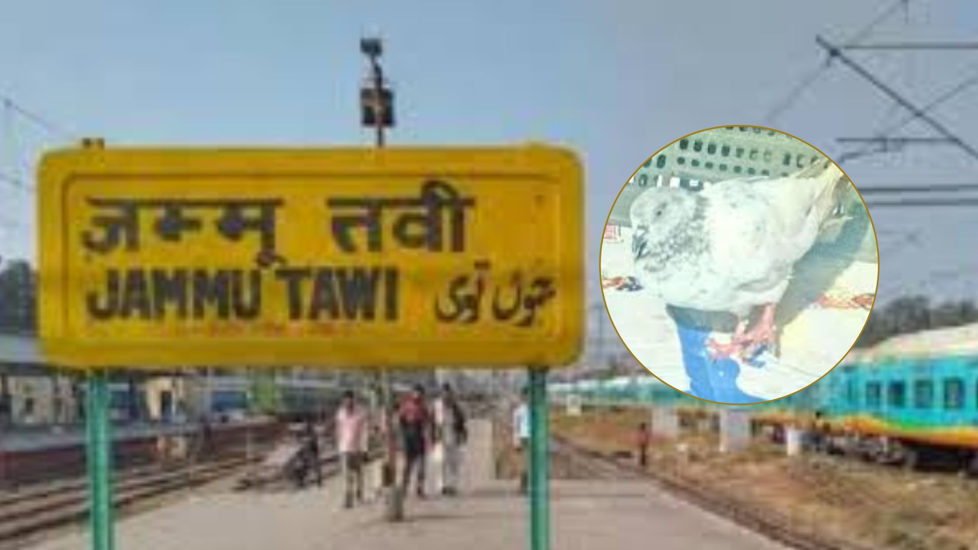 ਸਰਹੱਦ ਨੇੜੇ ਇੱਕ ਚਿੱਠੀ ਨਾਲ ਫੜਿਆ ਕਬੂਤਰ, ਜੰਮੂ ਰੇਲਵੇ ਸਟੇਸ਼ਨ ਨੂੰ ਬੰਬ ਨਾਲ ਉਡਾਉਣ ਦੀ ਦਿੱਤੀ ਧਮਕੀ