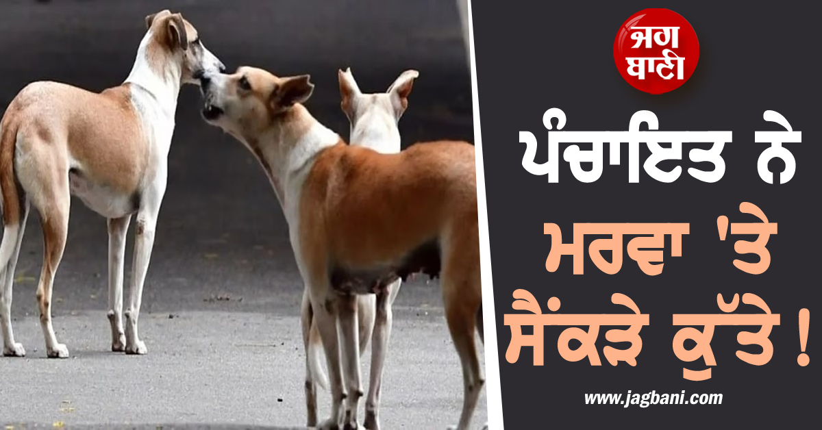 ਪੰਚਾਇਤ ਨੇ ਮਰਵਾ''ਤੇ ਸੈਂਕੜੇ ਕੁੱਤੇ! ਪੁਲਸ ਨੇ ਦਰਜ ਕੀਤਾ ਸਮੂਹਿਕ ਕਤਲ ਦਾ ਕੇਸ
