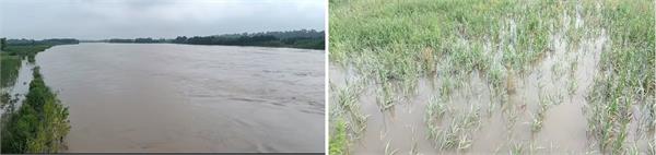 beas river overflows due to release of water from pong dam