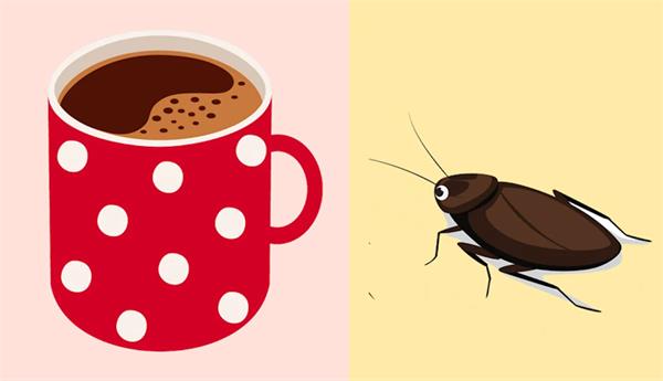 cockroaches in coffee powder  growing concern among vegetarians 