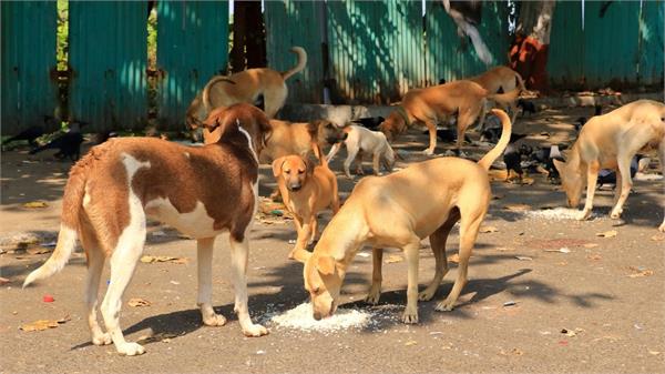 dogs are not stray