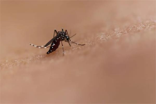 chikungunya virus in china