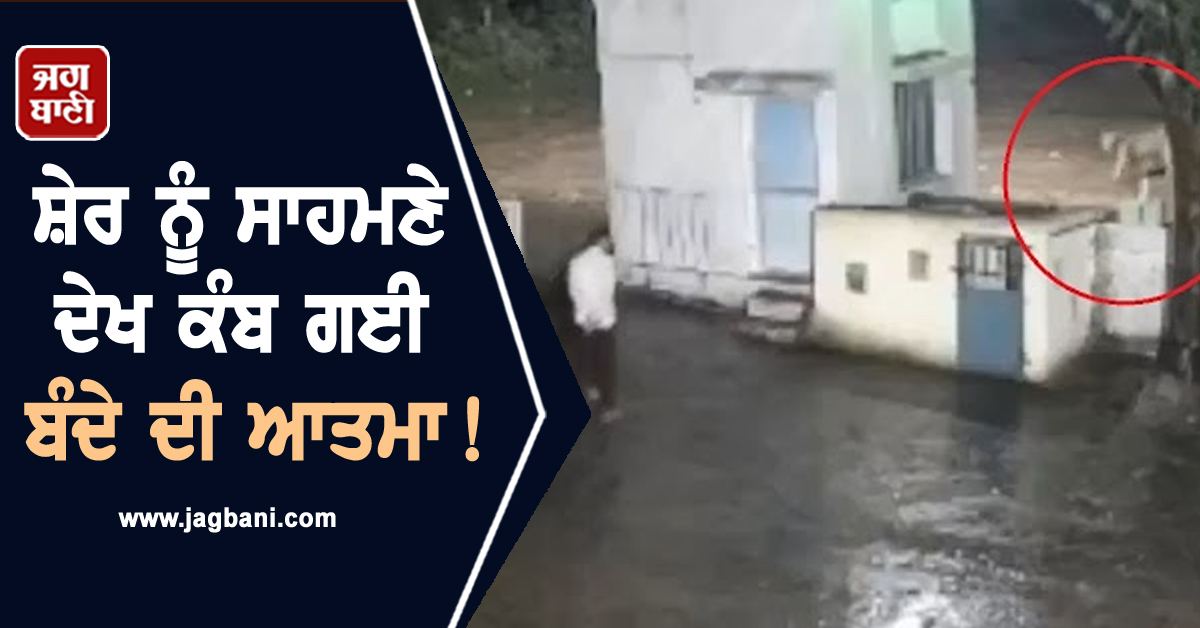 ਸ਼ੇਰ ਨੂੰ ਸਾਹਮਣੇ ਦੇਖ ਕੰਬ ਗਈ ਬੰਦੇ ਦੀ ਆਤਮਾ! ਅੱਗਿਓਂ ਜੰਗਲ ਦਾ ਰਾਜਾ ਵੀ... (Video Viral)