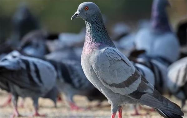 a bird caught between faith and health