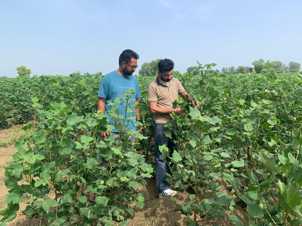 ਖੇਤੀਬਾੜੀ ਵਿਭਾਗ ਦੀਆਂ 16 ਸਰਵੇਲੈਂਸ ਟੀਮਾਂ ਵੱਲੋਂ ਲਗਾਤਾਰ ਖੇਤਾਂ ''ਚ ਸਰਵੇਖਣ ਜਾਰੀ