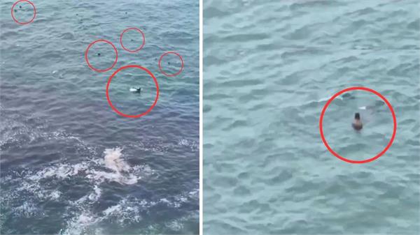 viral video shows mermaid like creatures