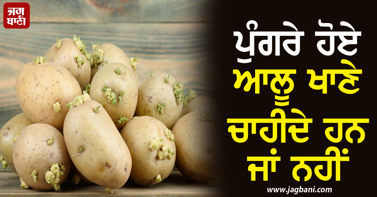 ਪੁੰਗਰੇ ਹੋਏ ਆਲੂ ਖਾਣੇ ਚਾਹੀਦੇ ਹਨ ਜਾਂ ਨਹੀਂ, ਜਾਣੋ ਮਾਹਿਰਾਂ ਦੀ ਕੀ ਹੈ ਰਾਏ