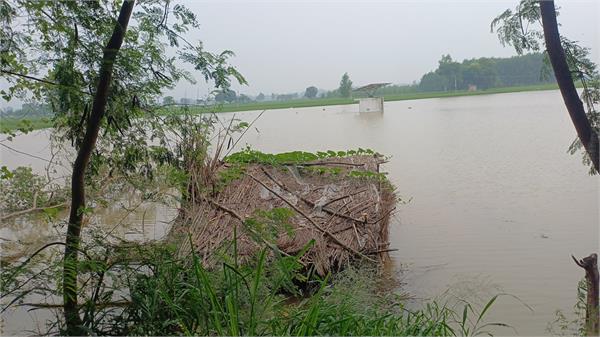 beas river water entered the fields of villages in radha mand area