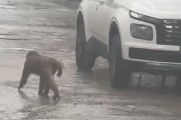 ludhiana monkey