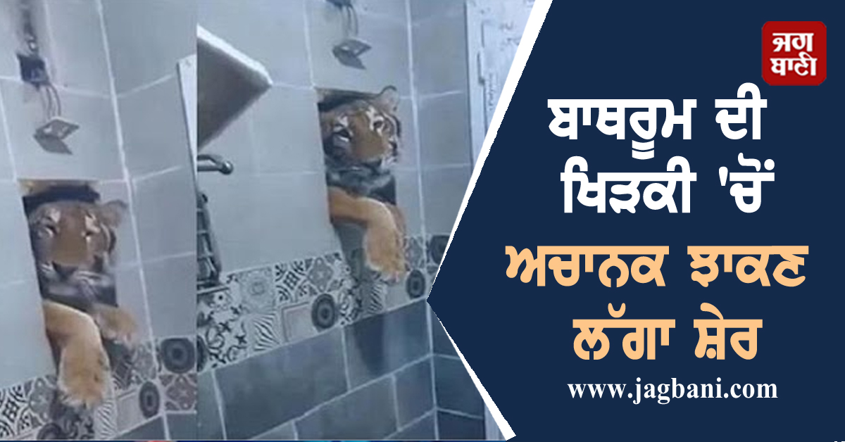 ਬਾਥਰੂਮ ਦੀ ਖਿੜਕੀ 'ਚੋਂ ਅਚਾਨਕ ਝਾਕਣ ਲੱਗਾ ਸ਼ੇਰ, ਵਾਇਰਲ ਵੀਡੀਓ ਨੇ ਉਡਾਏ ਸਭ ਦੇ ਹੋਸ਼