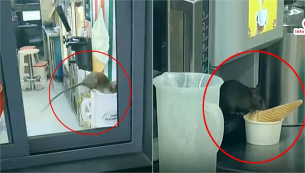 rats are seen eating ice cream