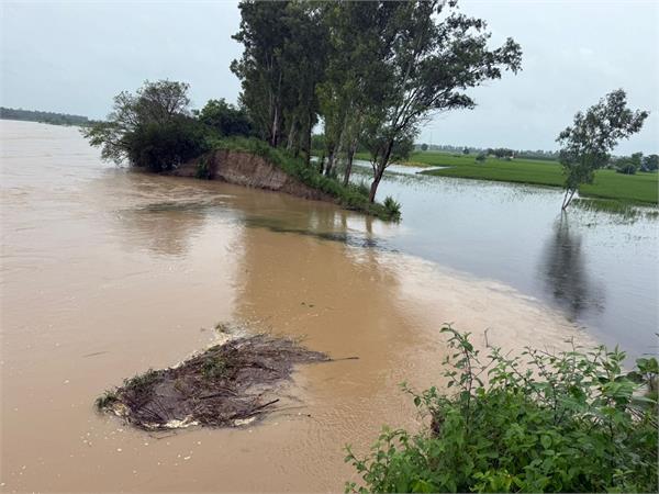 guide dam near gandhuwal breaks due to flood in beas river