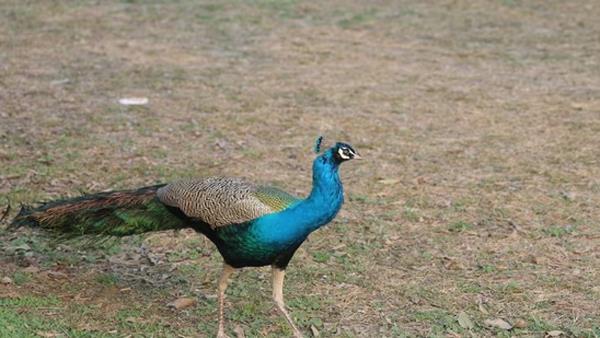 20 peacocks found dead under mysterious circumstances