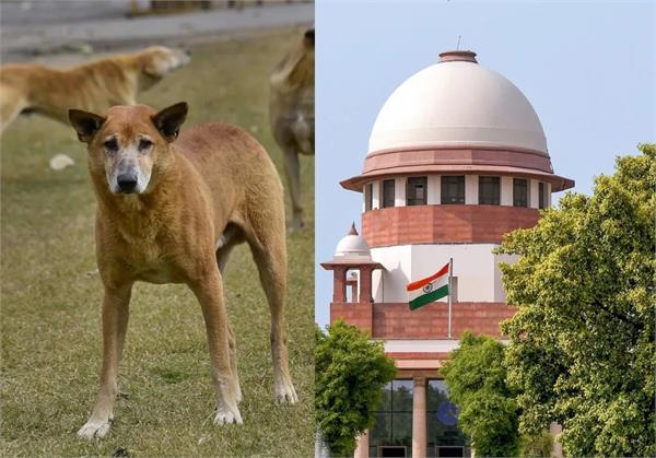 stray dogs verdict