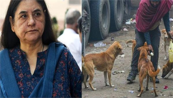 maneka gandhi statement on supreme court decision on stray dogs
