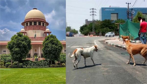high court sends dog bite case to supreme court