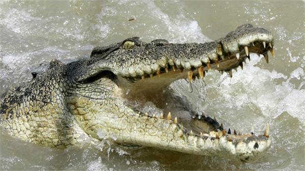 crocodile preys on girl who went to bathe in river
