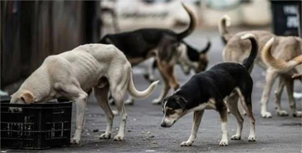 microchips will be installed in 10 lakh stray dogs