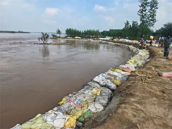 sutlej water overflows in sasrali colony  creating flood threat