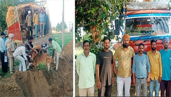 canter full of cows seized