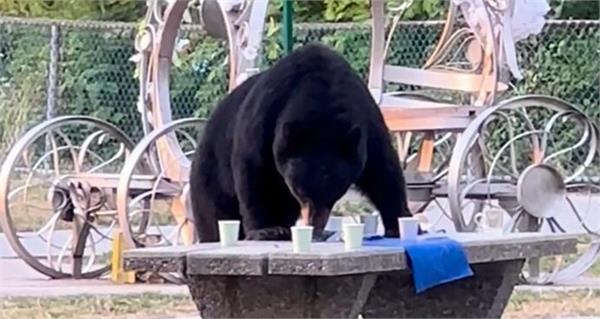 the bear ate a delicious meal