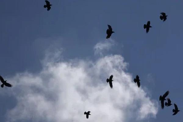 instructions to concerned departments to prevent bird threats in airspace