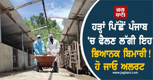 viral disease spreads in punjab after floods  be alert