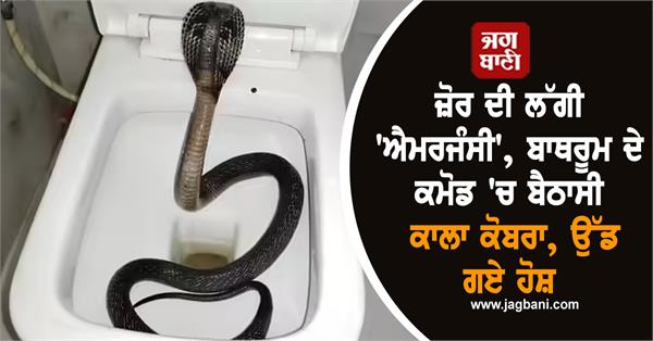 a black cobra was sitting in the bathroom seat