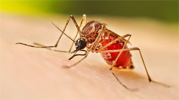 dengue deaths bangladesh cases