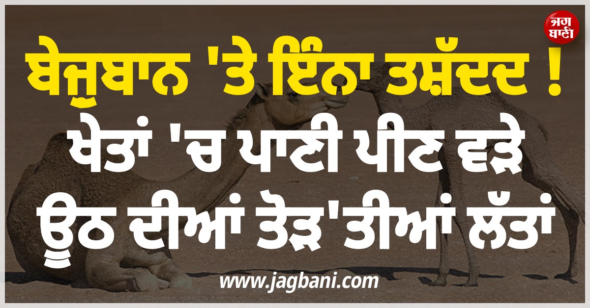 ਬੇਜ਼ੁਬਾਨ ''ਤੇ ਇੰਨਾ ਤਸ਼ੱਦਦ ! ਖੇਤਾਂ ''ਚ ਪਾਣੀ ਪੀਣ ਵੜੇ ਊਠ ਦੀਆਂ ਤੋੜ''ਤੀਆਂ ਲੱਤਾਂ, ਟ੍ਰੈਕਟਰ ਨਾਲ ਬੰਨ੍ਹ ਕੇ ਘੜੀਸਿਆ