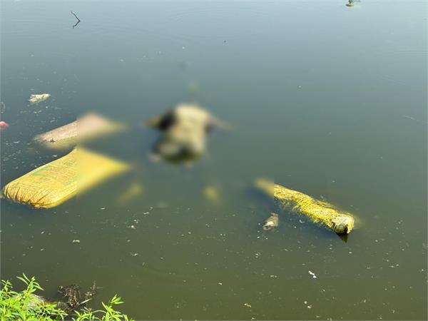 pond  young man  corpse