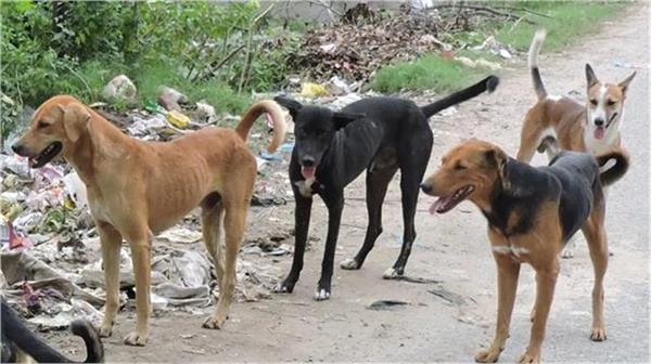 girl was feeding dogs  suddenly fatal attack