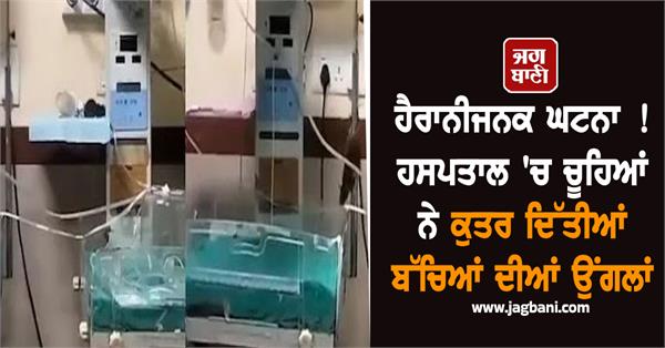 rats gnaw away children s fingers in hospital