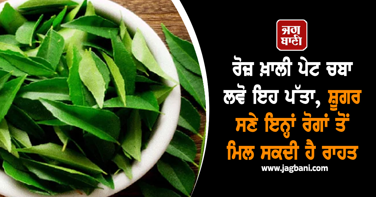 ਰੋਜ਼ ਖ਼ਾਲੀ ਪੇਟ ਚਬਾ ਲਵੋ ਇਹ ਪੱਤਾ, ਸ਼ੂਗਰ ਸਣੇ ਇਨ੍ਹਾਂ ਰੋਗਾਂ ਤੋਂ ਮਿਲ ਸਕਦੀ ਹੈ ਰਾਹਤ