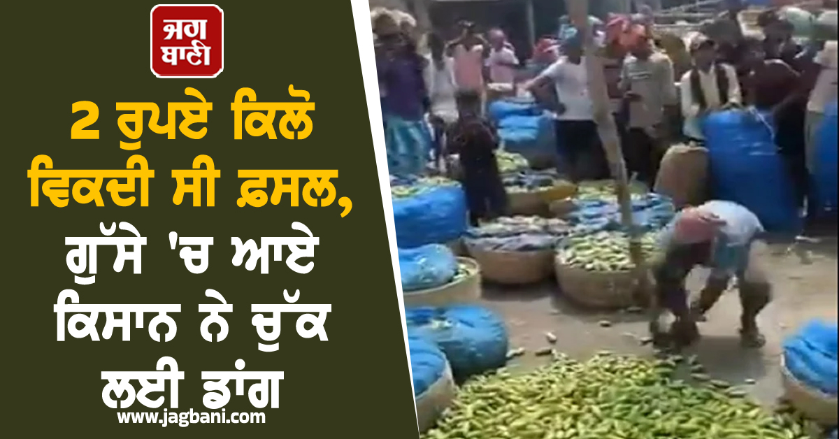 2 ਰੁਪਏ ਕਿਲੋ ਵਿਕਦੀ ਸੀ ਫ਼ਸਲ, ਗੁੱਸੇ 'ਚ ਆਏ ਕਿਸਾਨ ਨੇ ਚੁੱਕ ਲਈ ਡਾਂਗ