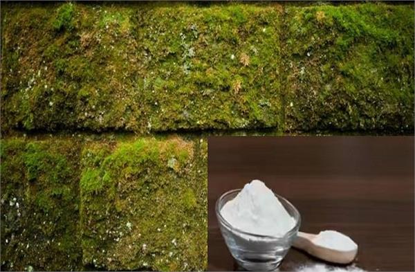 house moss paint powder