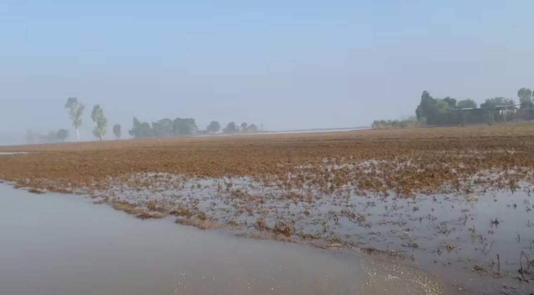 ਪੰਜਾਬ ਵਾਸੀਆਂ ਲਈ ਮੰਡਰਾ ਰਿਹਾ ਵੱਡਾ ਖ਼ਤਰਾ! ਹੜ੍ਹਾਂ ਮਗਰੋਂ ਨਵੀਂ ਮੁਸੀਬਤ ''ਚ ਘਿਰ ਰਹੇ ਲੋਕ