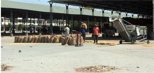 paddy procurement will be done in 92 mandis in gurdaspur