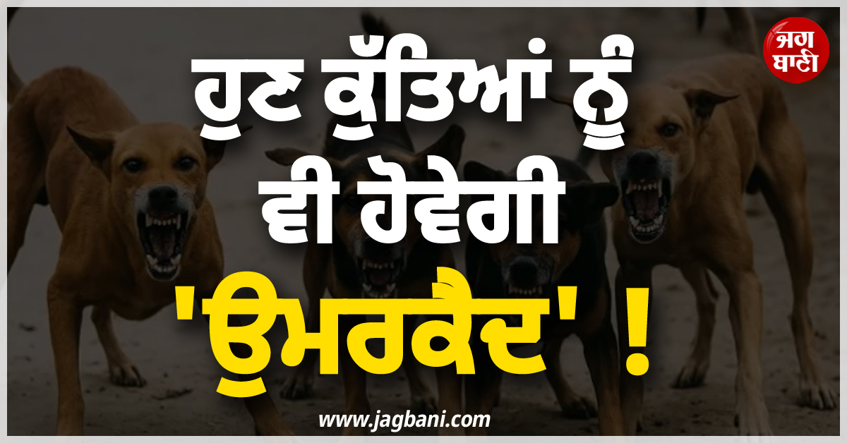 ਹੁਣ ਕੁੱਤਿਆਂ ਨੂੰ ਵੀ ਹੋਵੇਗੀ ''ਉਮਰਕੈਦ'' ! ਸੜਕਾਂ ਨੂੰ ਸੁਰੱਖਿਅਤ ਬਣਾਉਣ ਲਈ ਸਰਕਾਰ ਨੇ ਬਣਾਇਆ ਨਵਾਂ ਨਿਯਮ