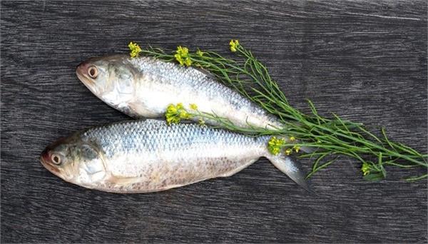 bangladesh india hilsa fish first shipment