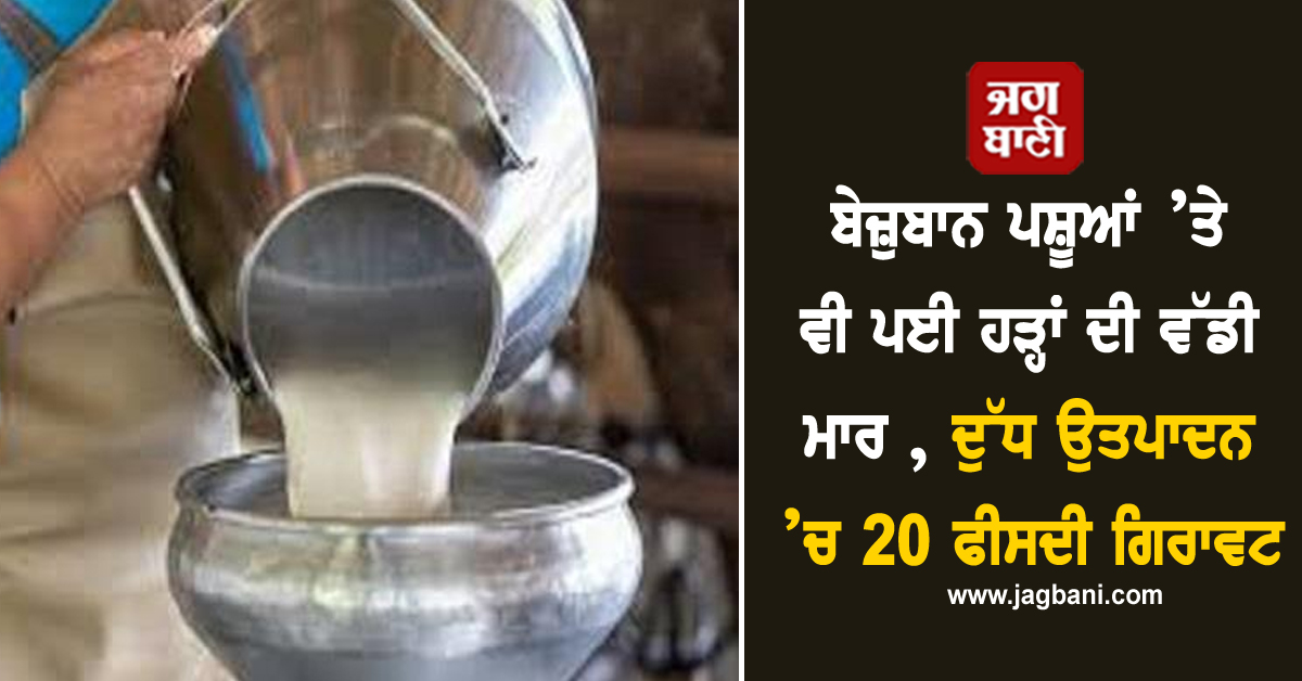ਬੇਜ਼ੁਬਾਨ ਪਸ਼ੂਆਂ ’ਤੇ ਵੀ ਪਈ ਹੜ੍ਹਾਂ ਦੀ ਵੱਡੀ ਮਾਰ , ਦੁੱਧ ਉਤਪਾਦਨ ’ਚ 20 ਫੀਸਦੀ ਗਿਰਾਵਟ