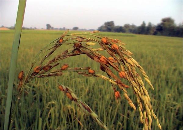 the color of the paddy crop changed due to the increase in temperature