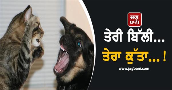 wife cat and husband dog fight become the reason on dicorce