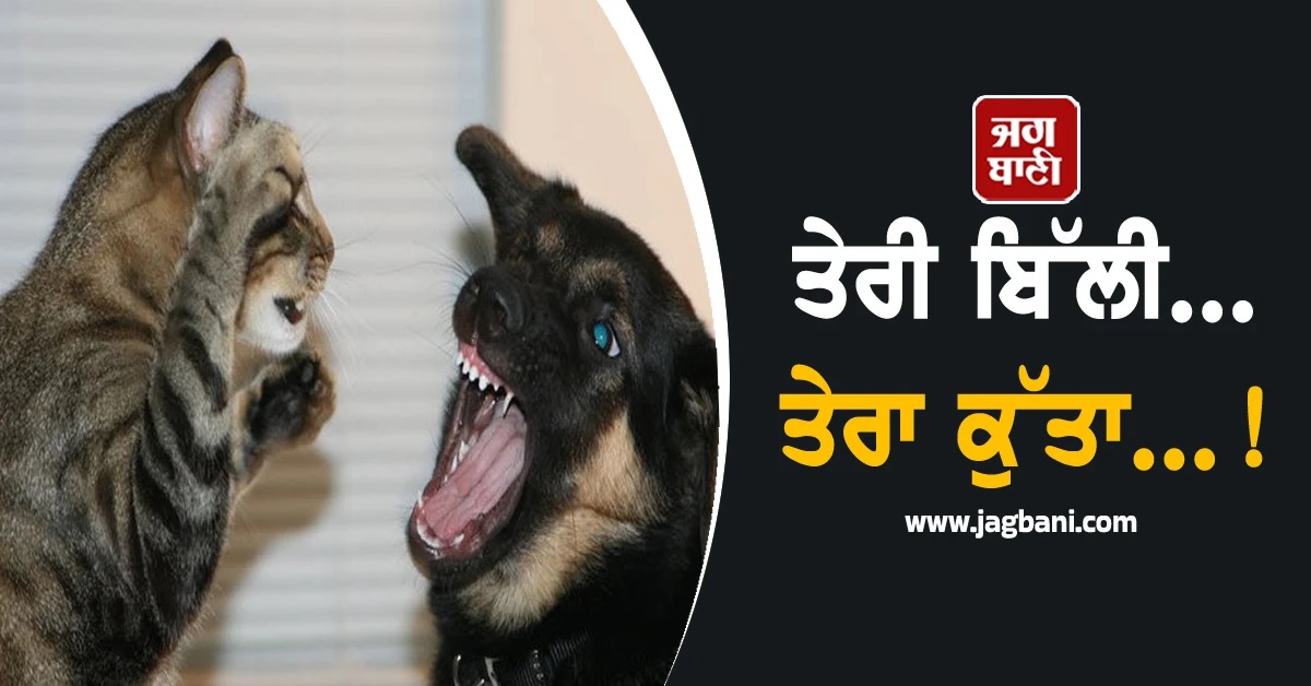 ਤੇਰੀ ਬਿੱਲੀ... ਤੇਰਾ ਕੁੱਤਾ...! ਪਤੀ-ਪਤਨੀ 'ਚ ਦਰਾਰ ਬਣੇ ਘਰ 'ਚ ਰੱਖੇ ਪਾਲਤੂ ਜਾਨਵਰ